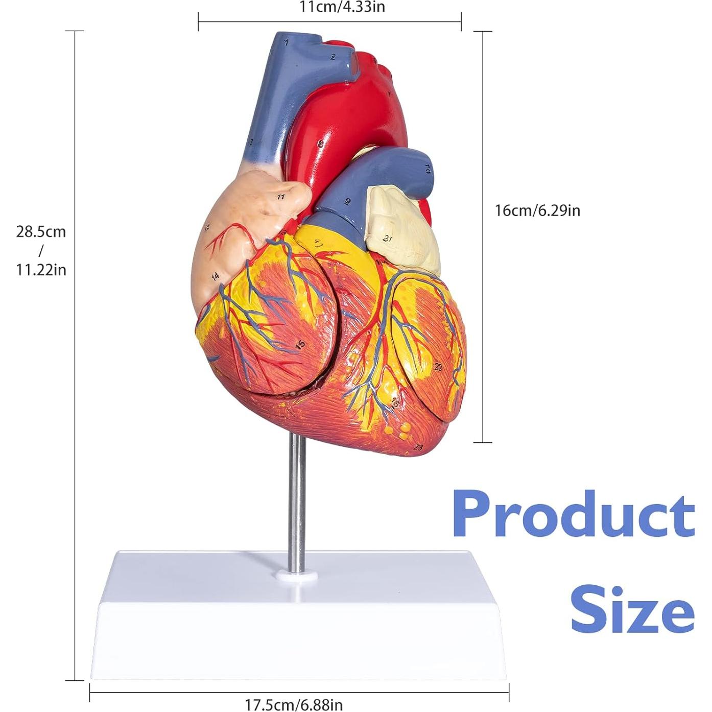 Modelo de Corazón Humano ANNWAH 2X Ampliado para Estudio