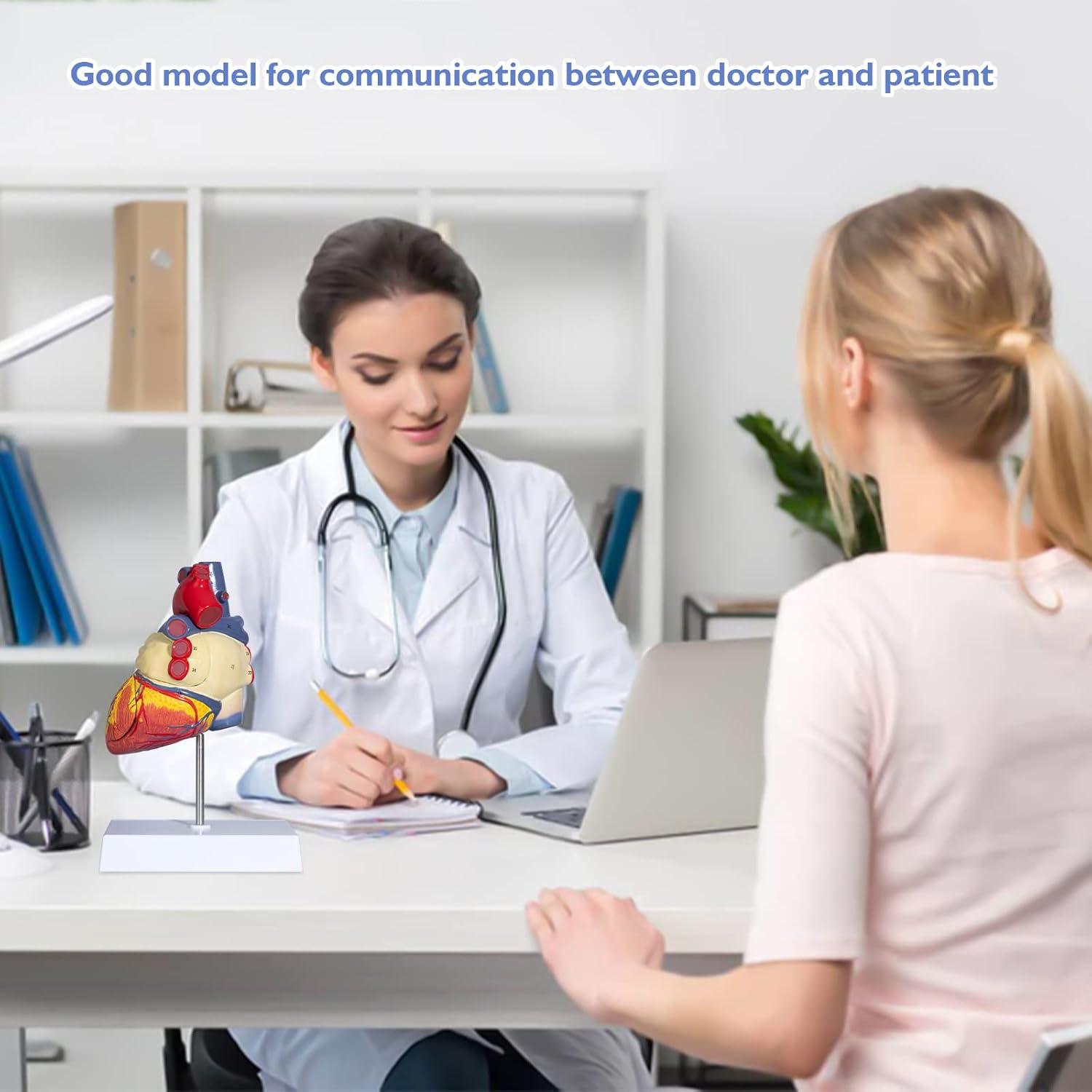 Modelo de Corazón Humano ANNWAH 2X Ampliado para Estudio