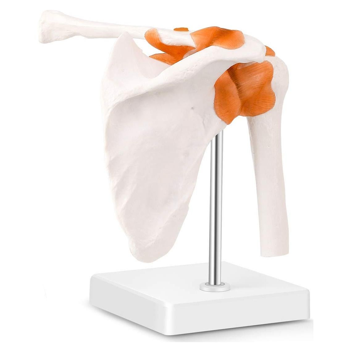 Modelo de Articulación del Hombro Humano LYOU 1:1 con Base