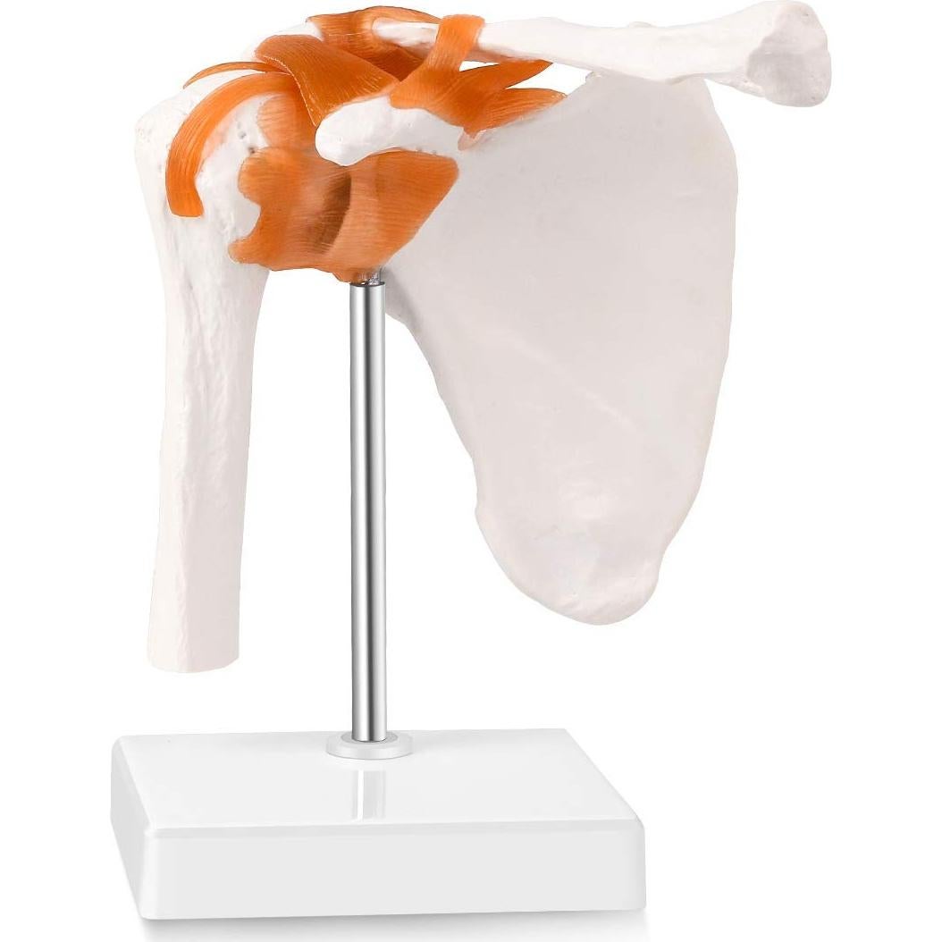 Modelo de Articulación del Hombro Humano LYOU 1:1 con Base