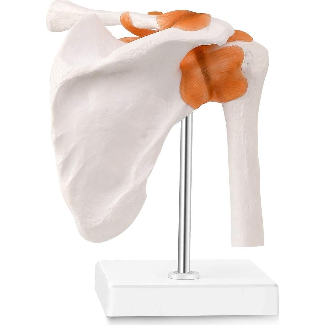 Modelo de Articulación del Hombro Humano LYOU 1:1 con Base