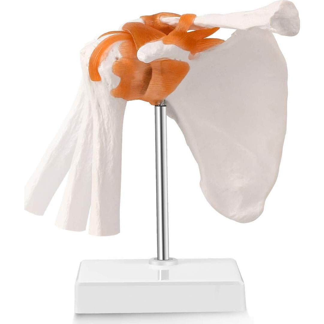 Modelo de Articulación del Hombro Humano LYOU 1:1 con Base