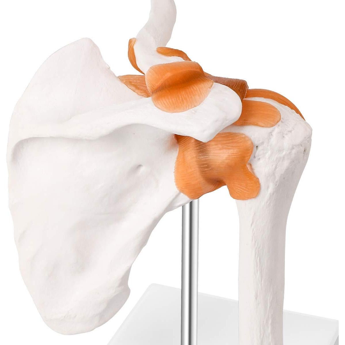 Modelo de Articulación del Hombro Humano LYOU 1:1 con Base