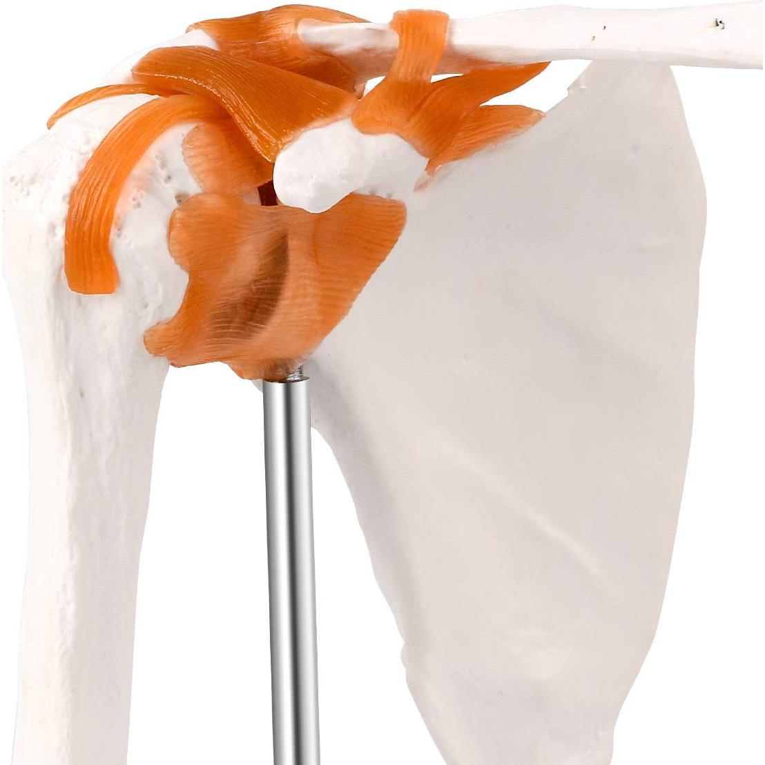 Modelo de Articulación del Hombro Humano LYOU 1:1 con Base