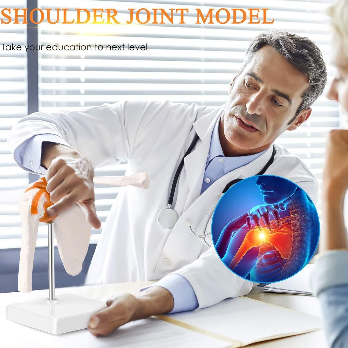 Modelo de Articulación del Hombro Humano LYOU 1:1 con Base