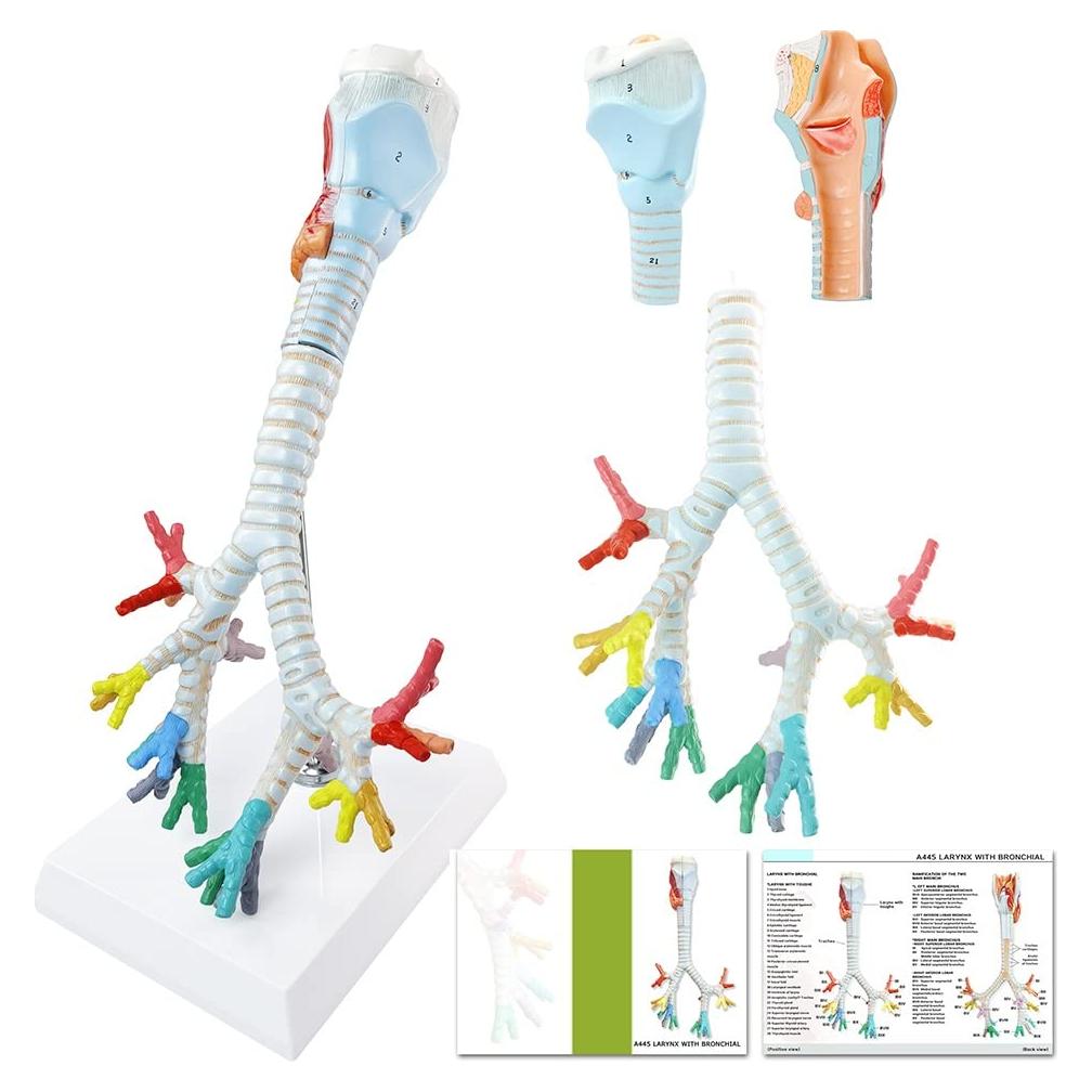 Modelo Anatómico Laringe Tráquea Bronquios Benilev 3 Partes
