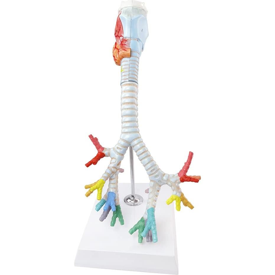 Modelo Anatómico Laringe Tráquea Bronquios Benilev 3 Partes