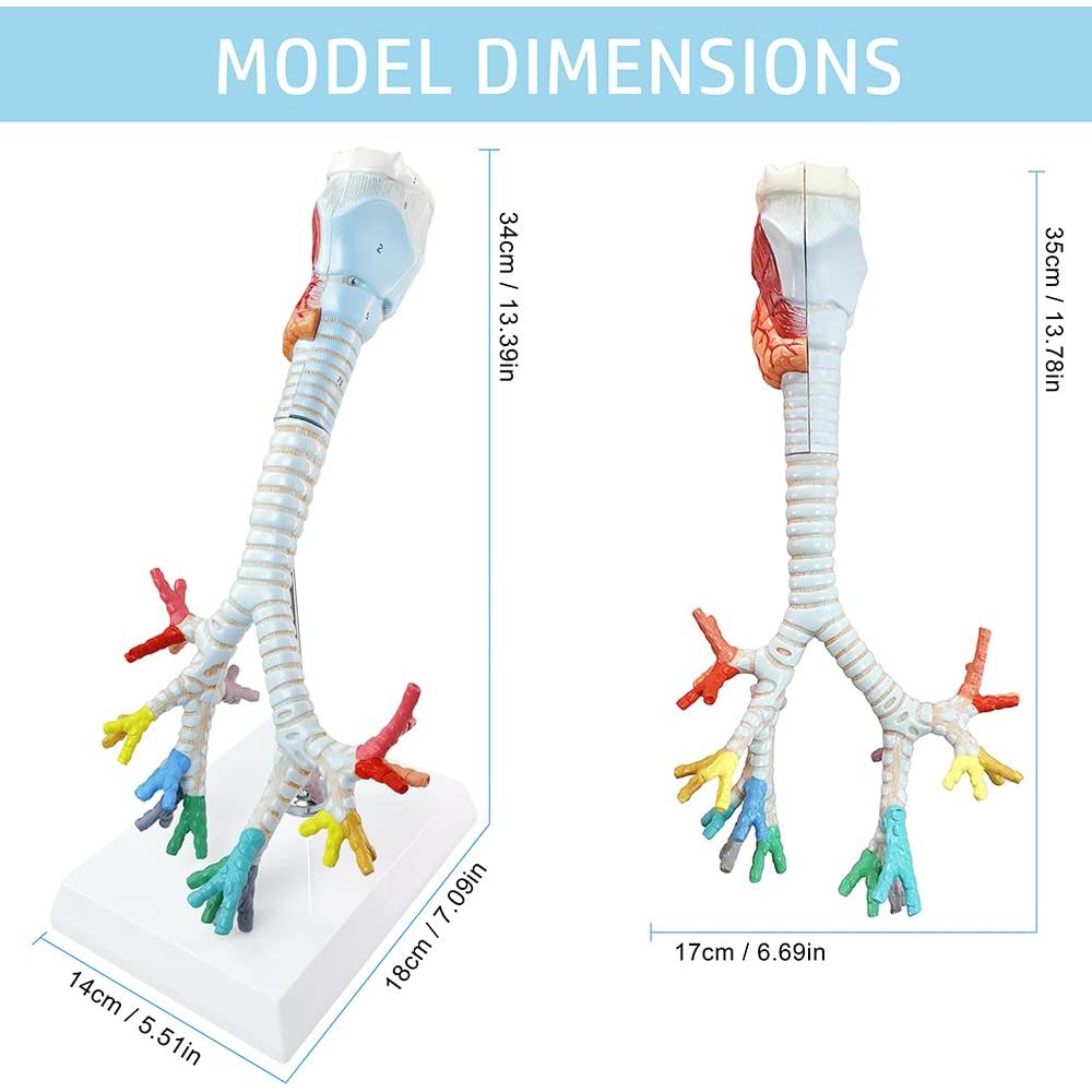 Modelo Anatómico Laringe Tráquea Bronquios Benilev 3 Partes