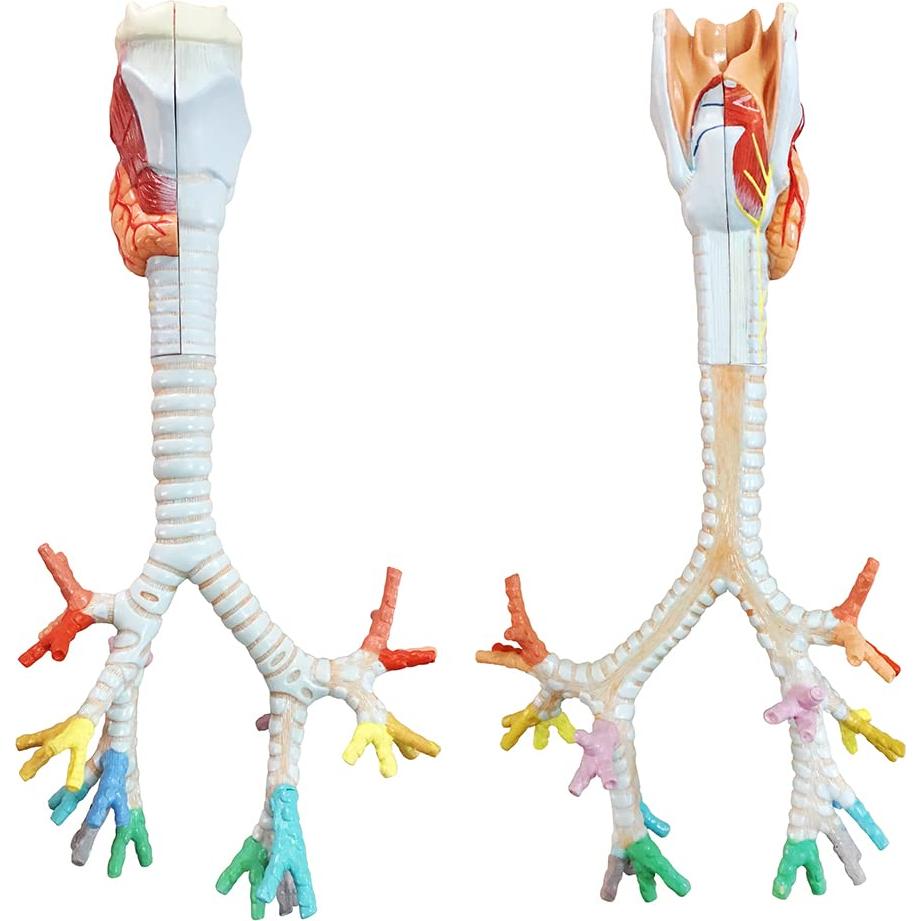 Modelo Anatómico Laringe Tráquea Bronquios Benilev 3 Partes