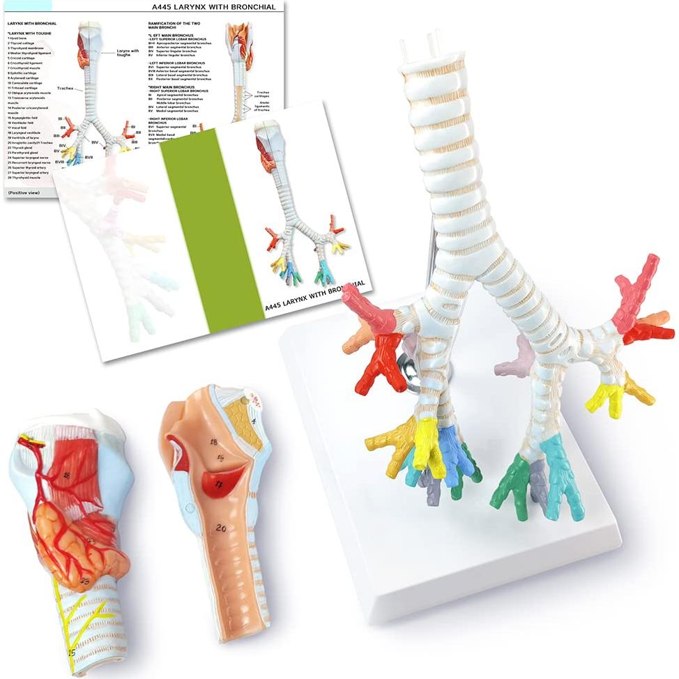 Modelo Anatómico Laringe Tráquea Bronquios Benilev 3 Partes