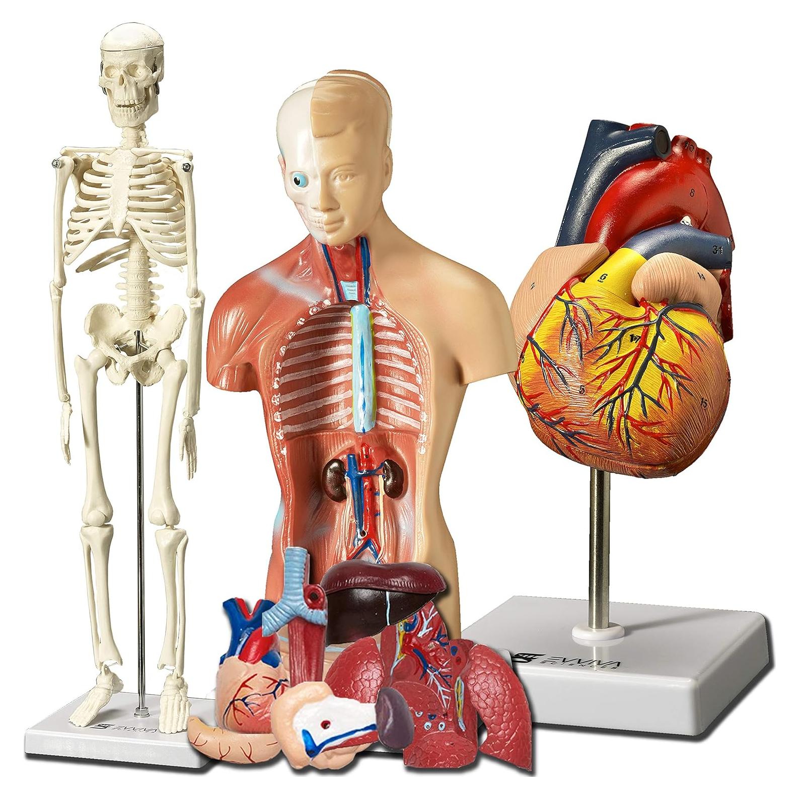 Modelos Anatómicos 3D Evviva Sciences - Corazón, Torso y Esqueleto
