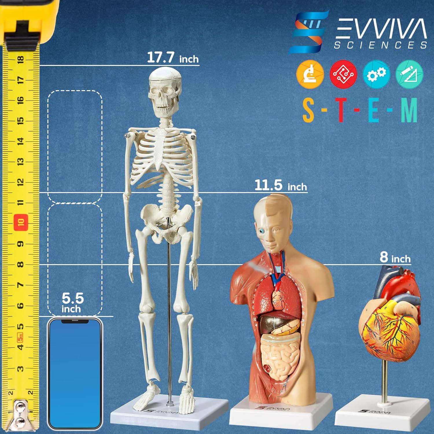 Modelos Anatómicos 3D Evviva Sciences - Corazón, Torso y Esqueleto