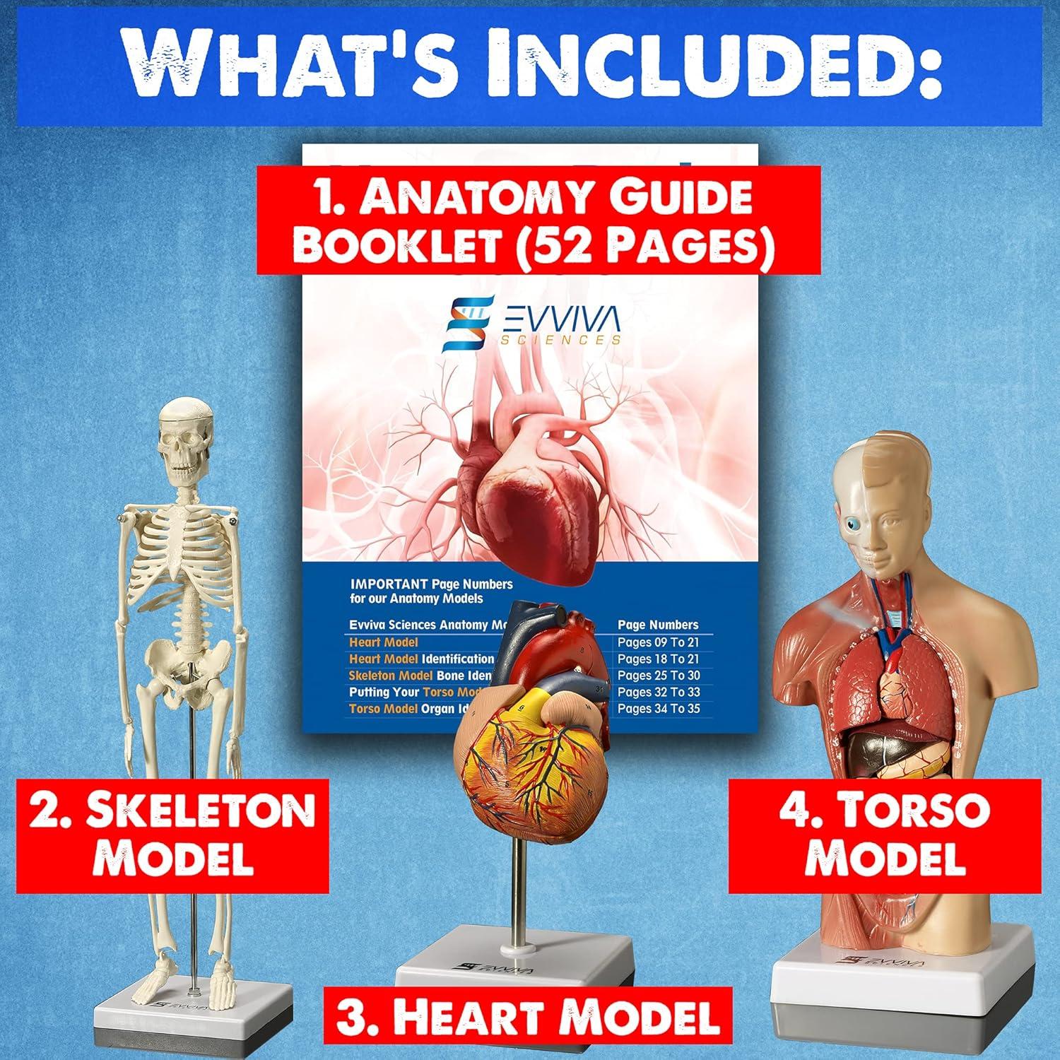Modelos Anatómicos 3D Evviva Sciences - Corazón, Torso y Esqueleto