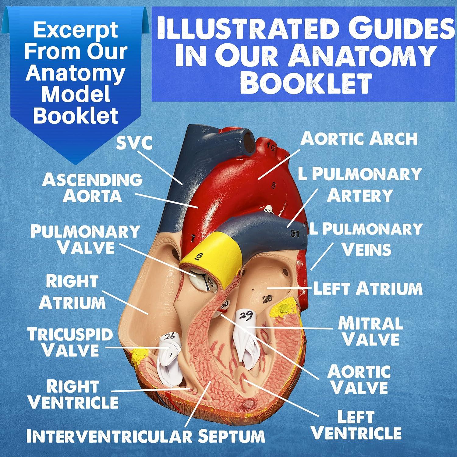 Modelos Anatómicos 3D Evviva Sciences - Corazón, Torso y Esqueleto
