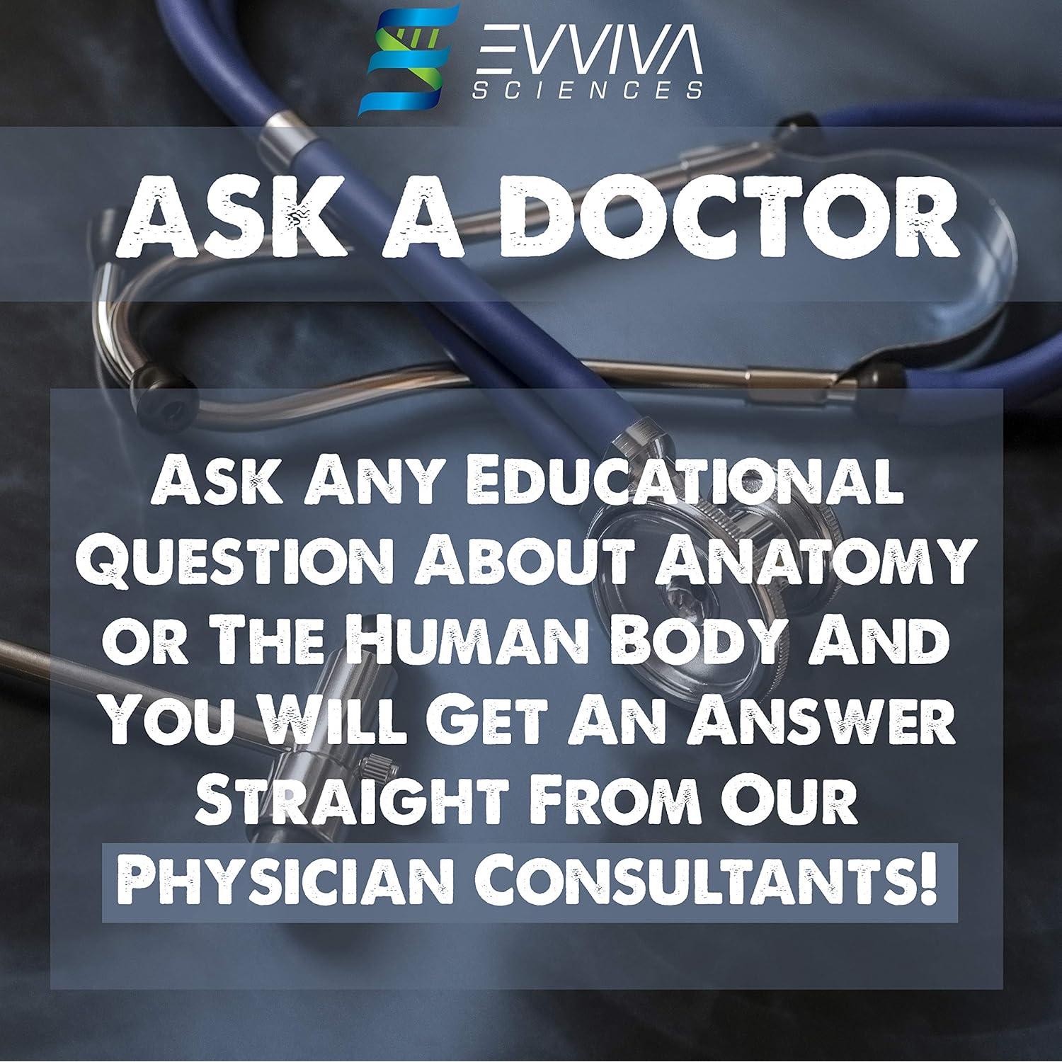 Modelos Anatómicos 3D Evviva Sciences - Corazón, Torso y Esqueleto