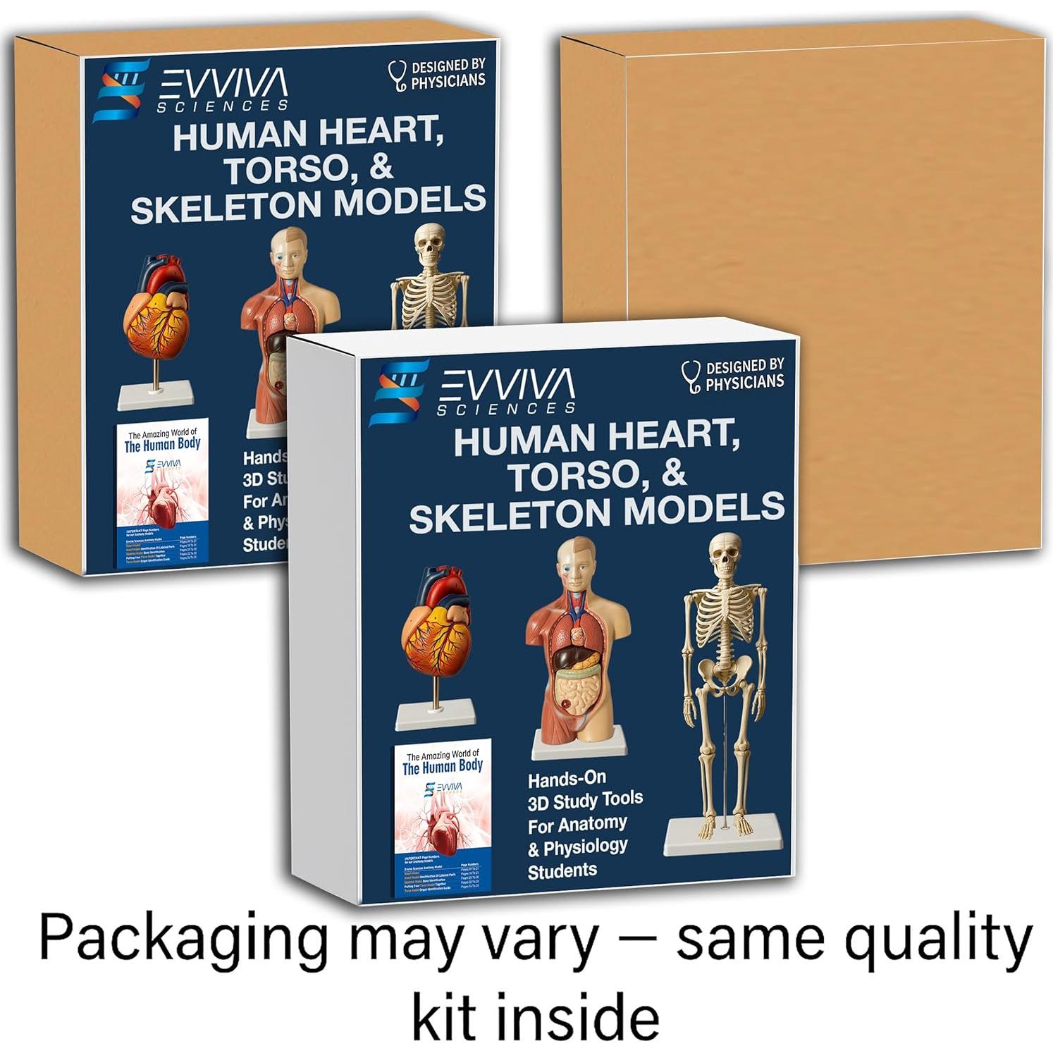 Modelos Anatómicos 3D Evviva Sciences - Corazón, Torso y Esqueleto