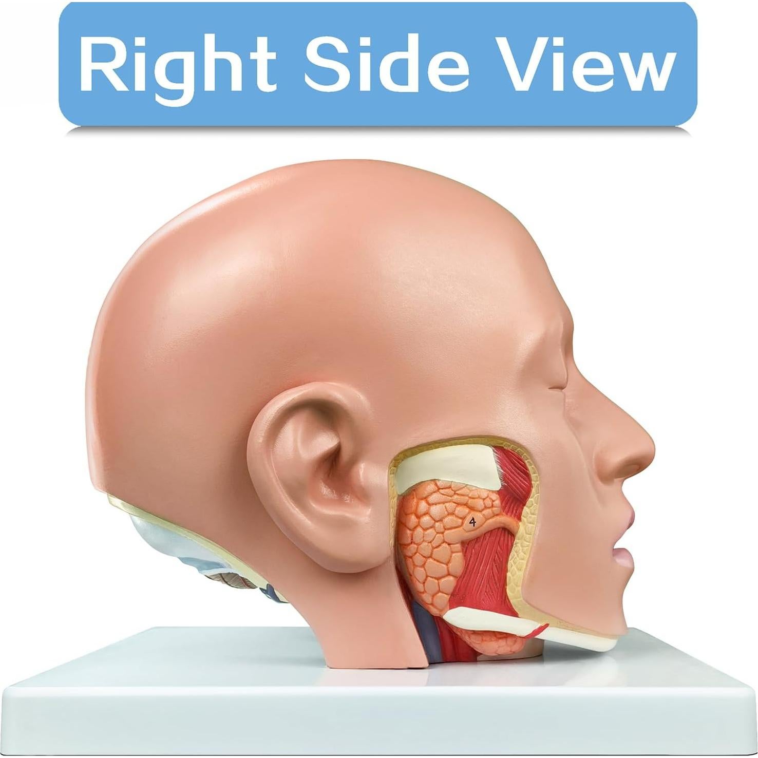 Modelo Anatómico de Cabeza Educativa HADWYN 2025 - Cerebro y Arterias