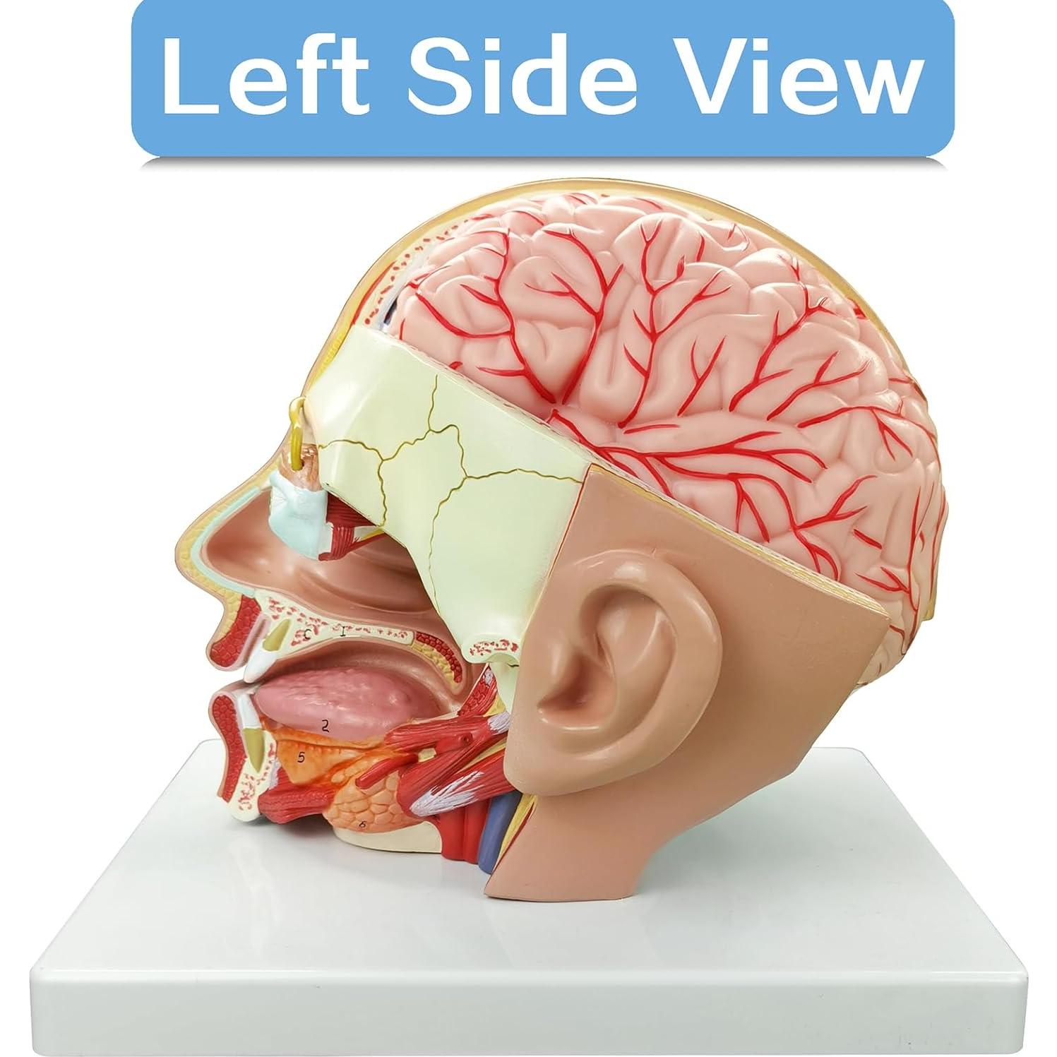 Modelo Anatómico de Cabeza Educativa HADWYN 2025 - Cerebro y Arterias