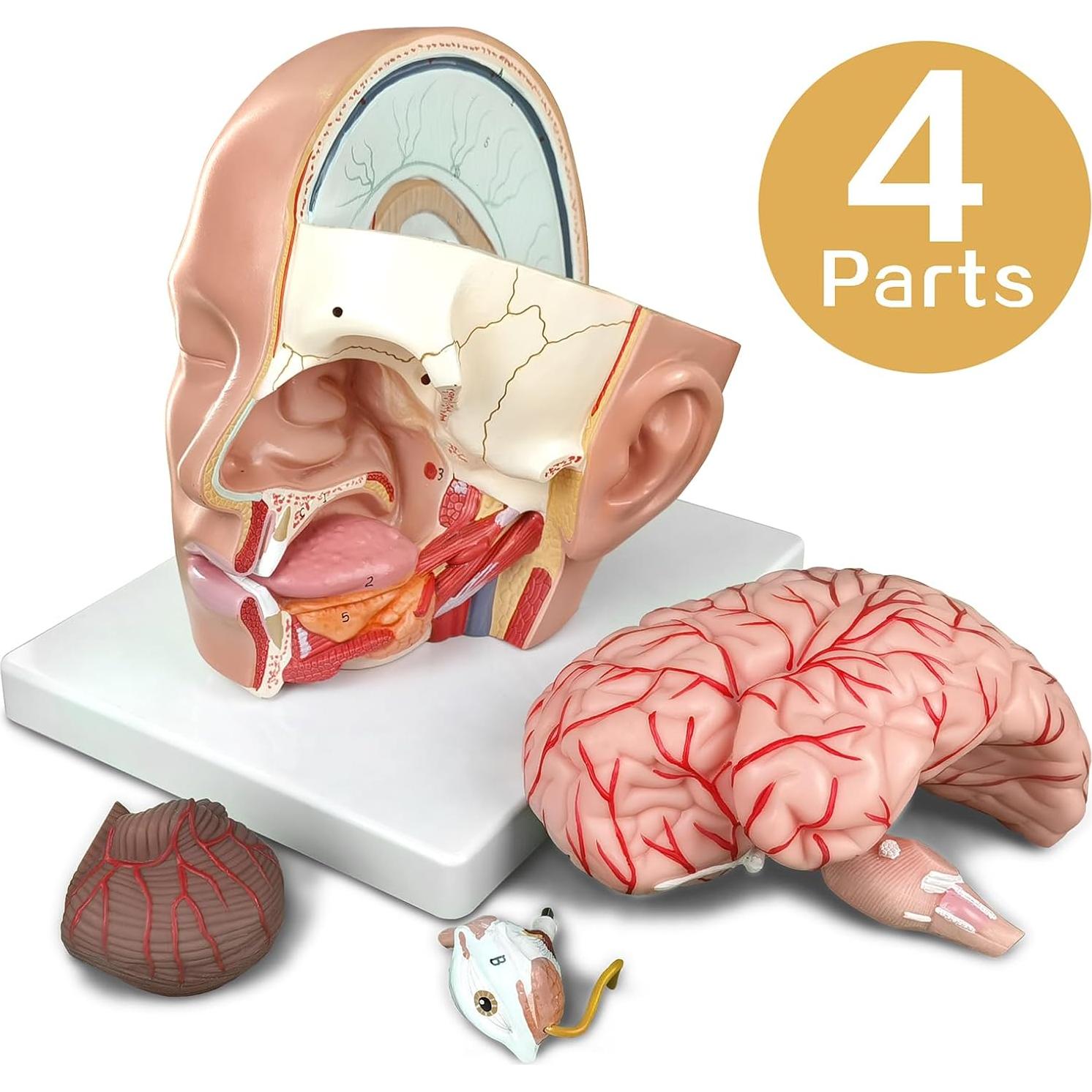 Modelo Anatómico de Cabeza Educativa HADWYN 2025 - Cerebro y Arterias