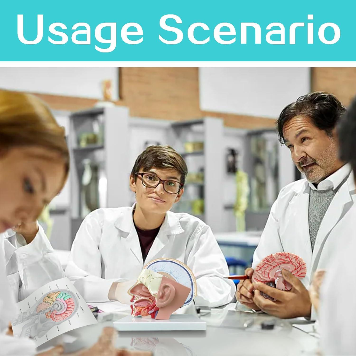 Modelo Anatómico de Cabeza Educativa HADWYN 2025 - Cerebro y Arterias