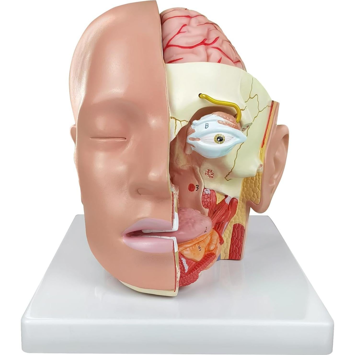 Modelo Anatómico de Cabeza Educativa HADWYN 2025 - Cerebro y Arterias