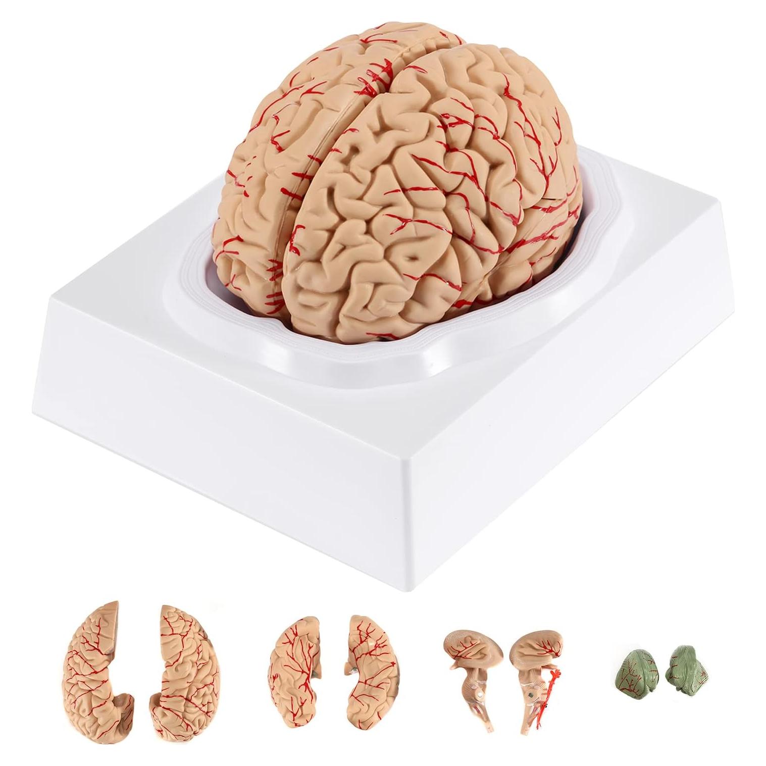 Modelo de Cerebro Humano BEAMNOVA 15cm para Educación Anatomía