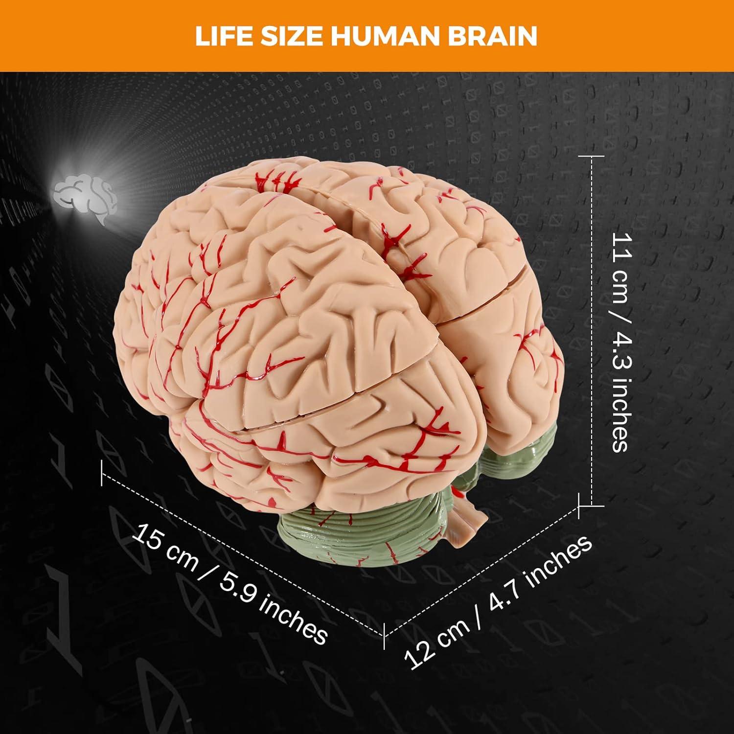 Modelo de Cerebro Humano BEAMNOVA 15cm para Educación Anatomía