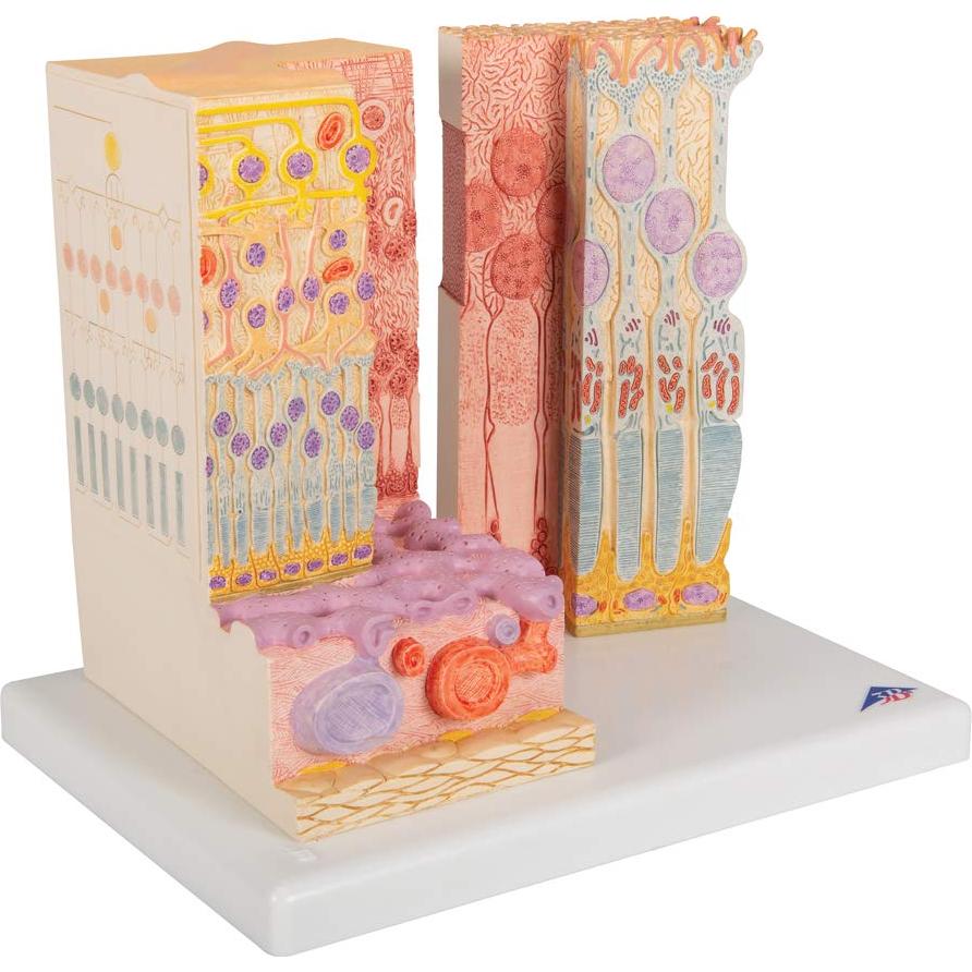 Modelo MICROanatomía Ocular 3B Scientific F16 - Retina 850x y 3800x