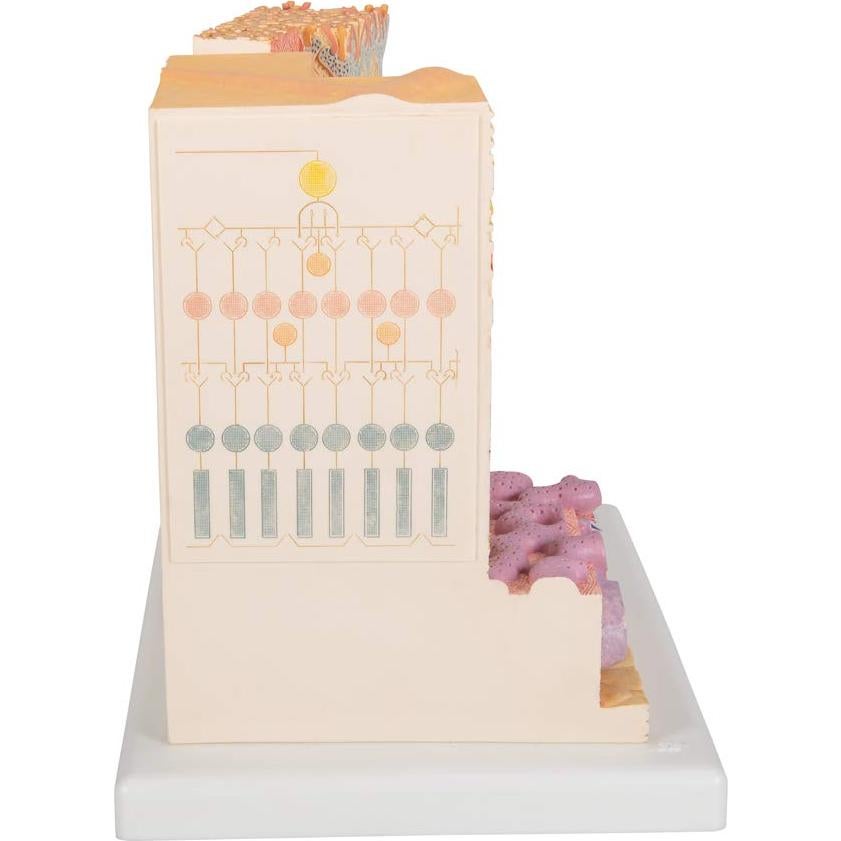 Modelo MICROanatomía Ocular 3B Scientific F16 - Retina 850x y 3800x