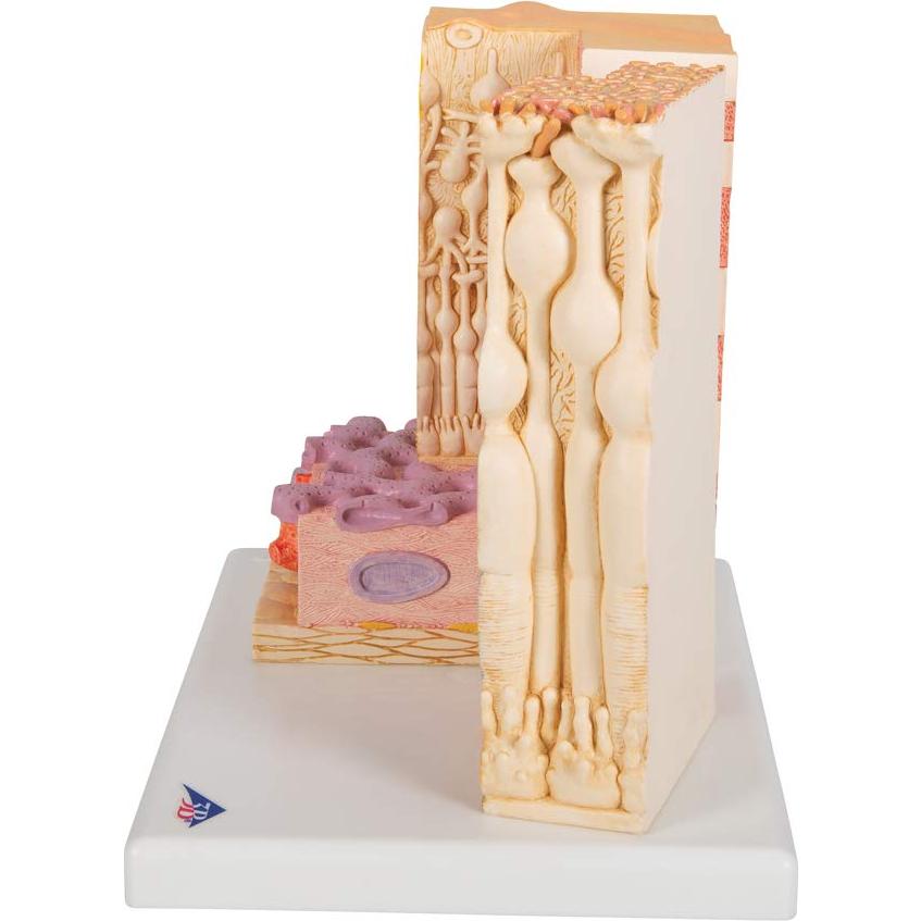 Modelo MICROanatomía Ocular 3B Scientific F16 - Retina 850x y 3800x