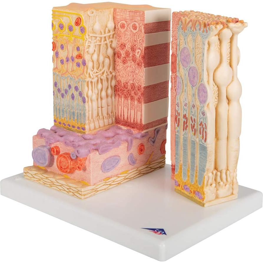 Modelo MICROanatomía Ocular 3B Scientific F16 - Retina 850x y 3800x