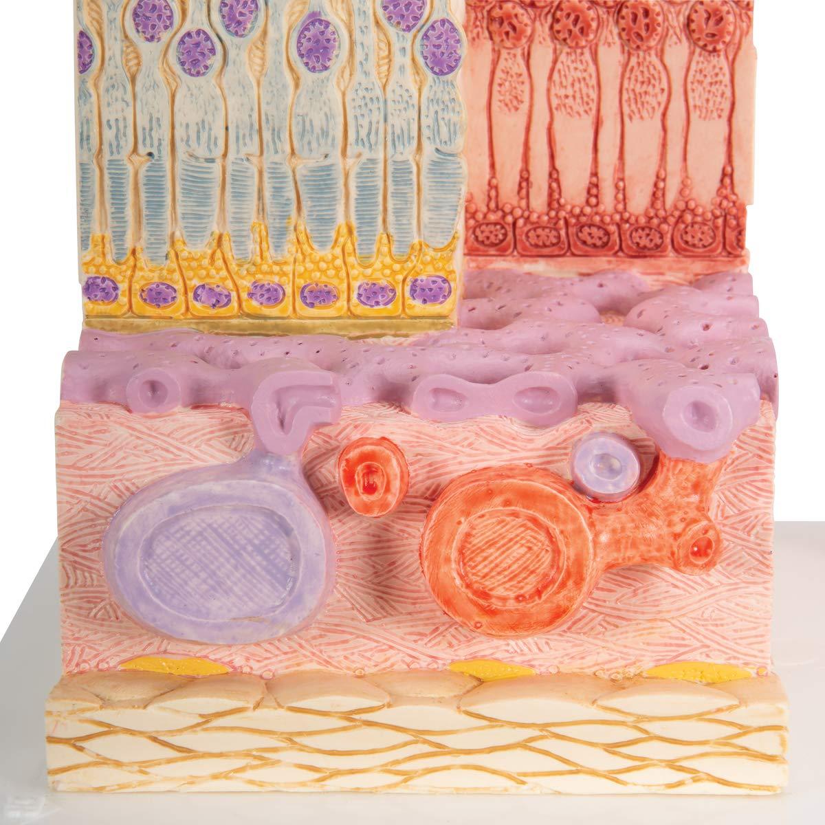 Modelo MICROanatomía Ocular 3B Scientific F16 - Retina 850x y 3800x