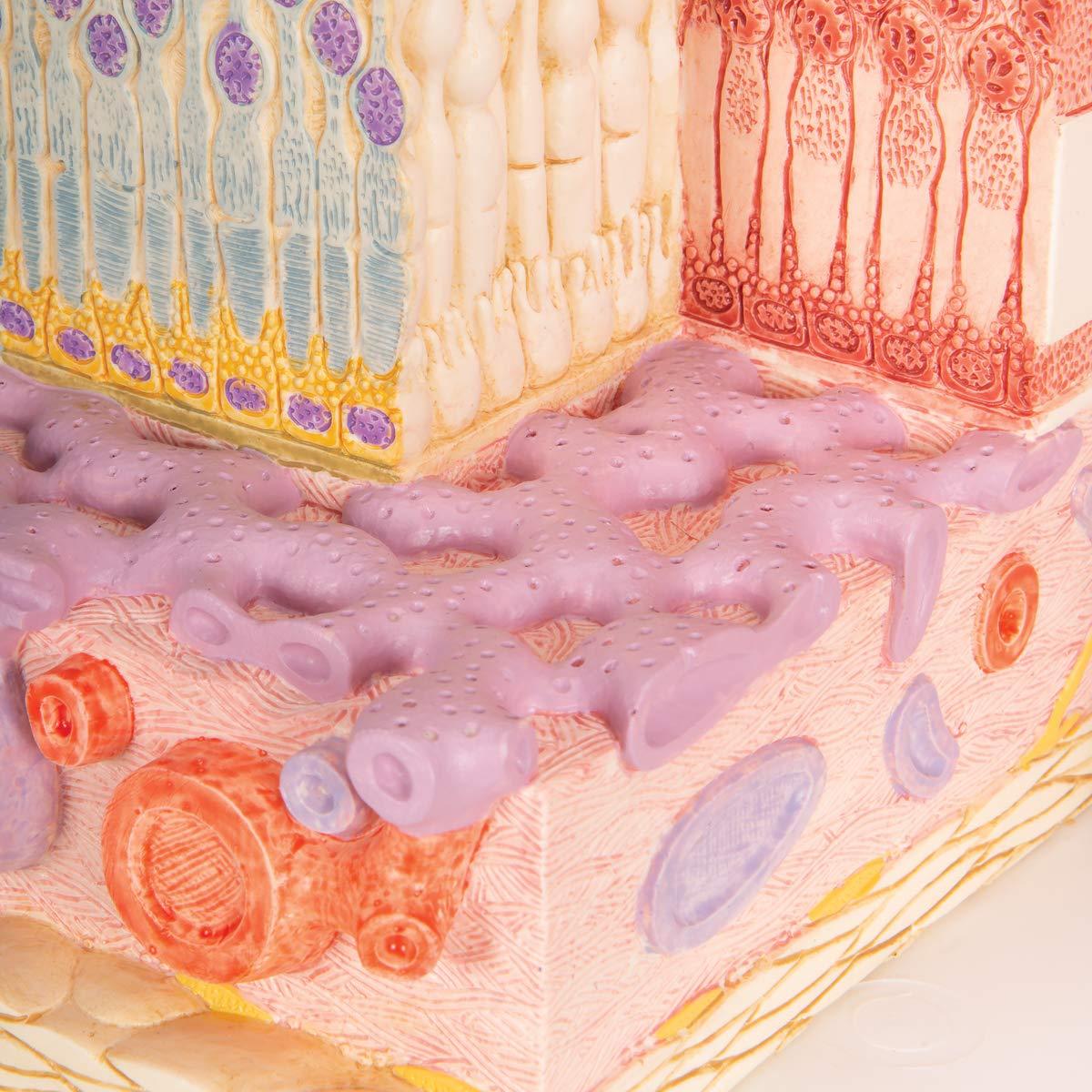 Modelo MICROanatomía Ocular 3B Scientific F16 - Retina 850x y 3800x