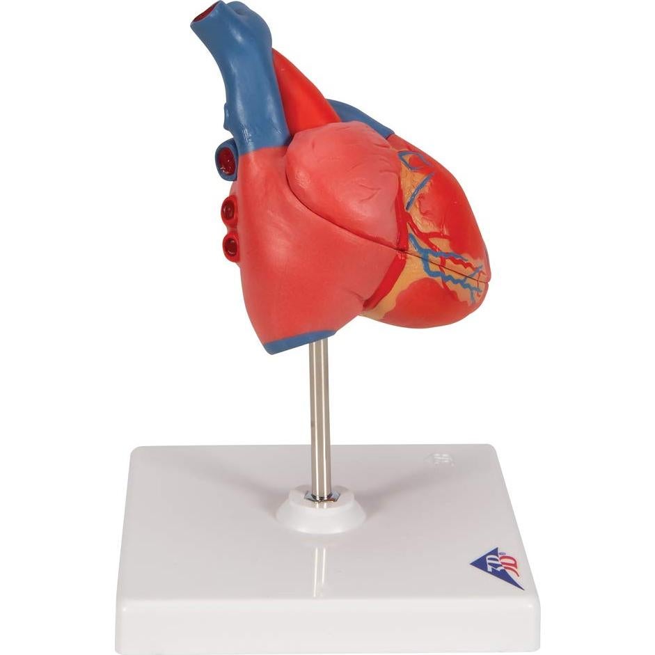 Modelo de Corazón Humano 3B Scientific G08 Detallado