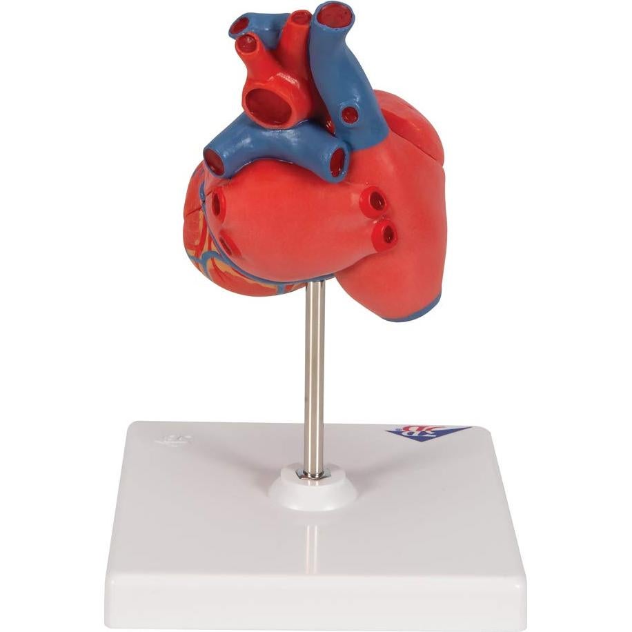 Modelo de Corazón Humano 3B Scientific G08 Detallado