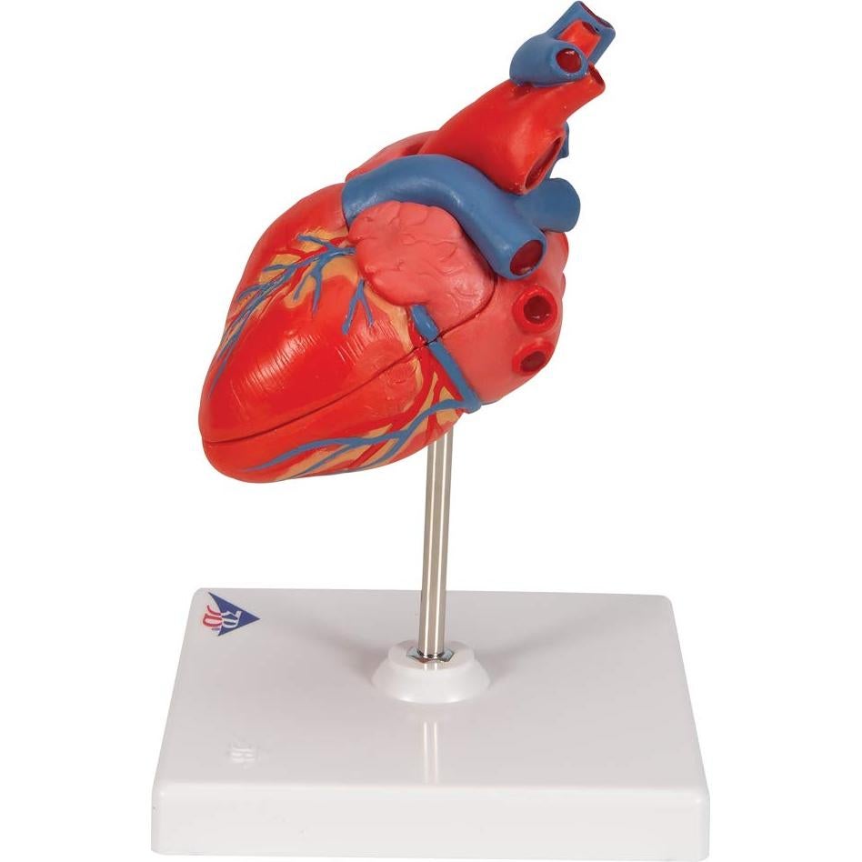 Modelo de Corazón Humano 3B Scientific G08 Detallado