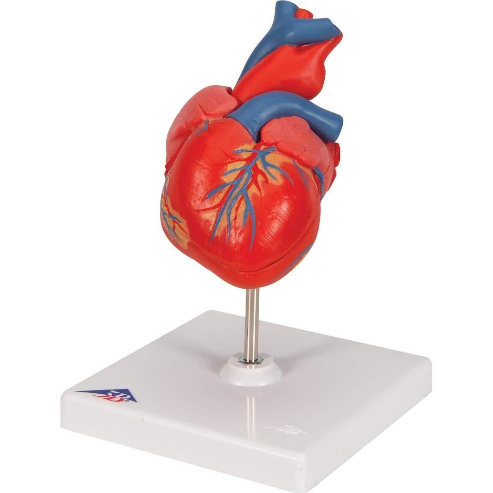 Modelo de Corazón Humano 3B Scientific G08 Detallado