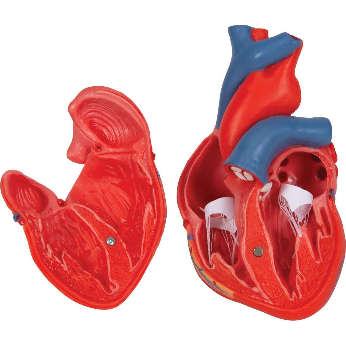 Modelo de Corazón Humano 3B Scientific G08 Detallado