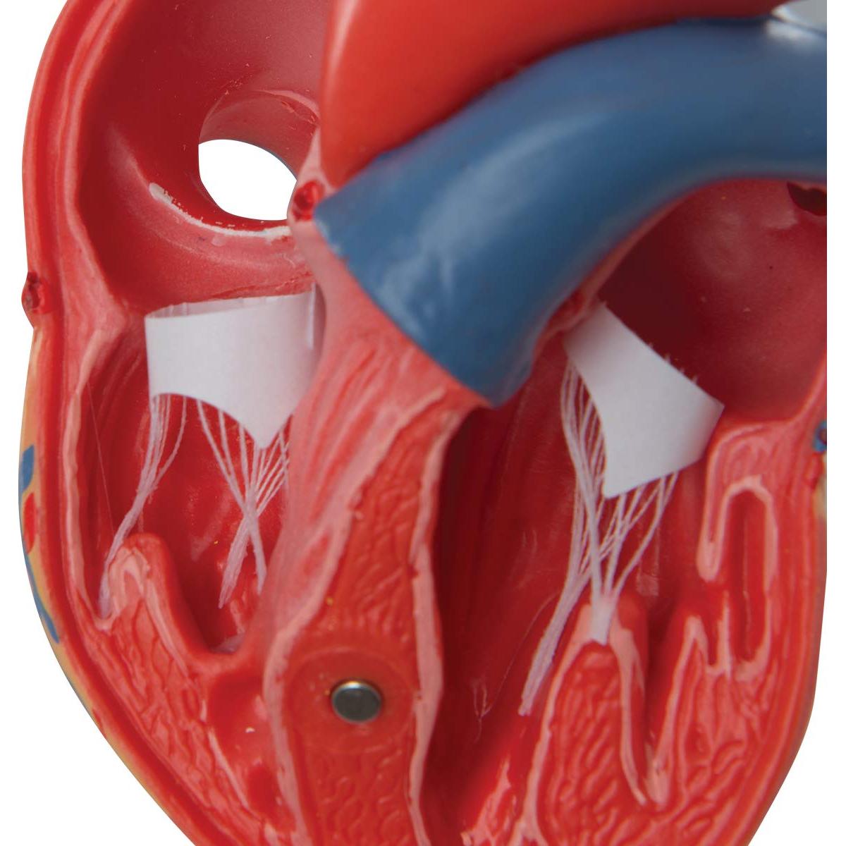 Modelo de Corazón Humano 3B Scientific G08 Detallado