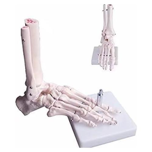 Modelo de Pie Humano Esquelético BONEW PVC Alta Calidad