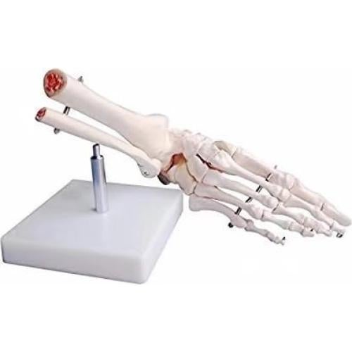 Modelo de Pie Humano Esquelético BONEW PVC Alta Calidad
