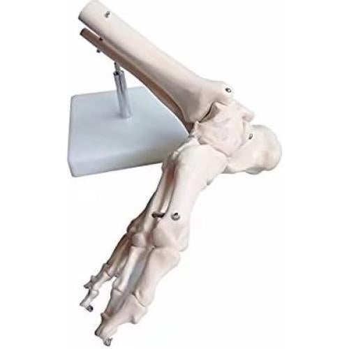 Modelo de Pie Humano Esquelético BONEW PVC Alta Calidad