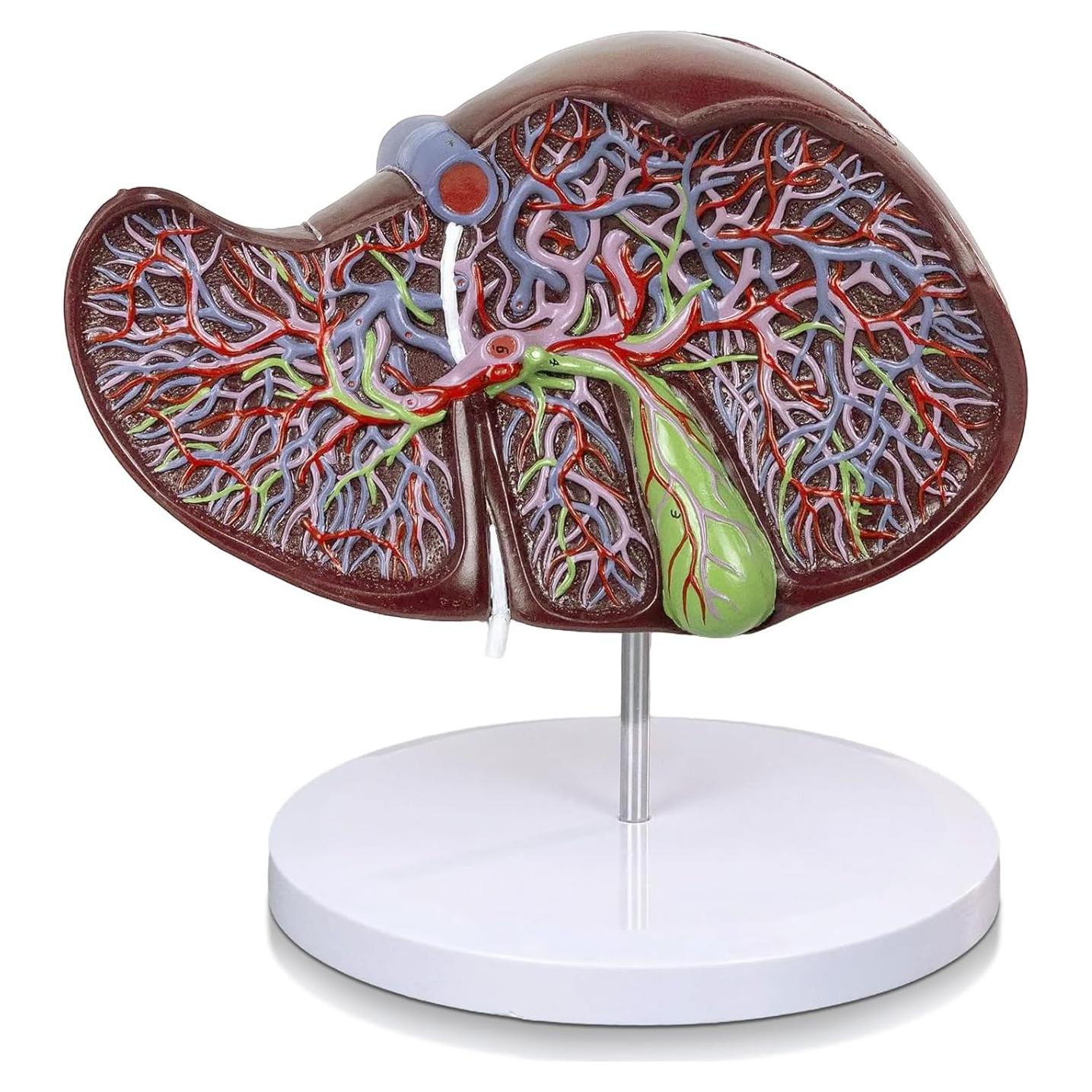 Modelo Anatómico Hígado Humano Deluxe Evotech 1.5X