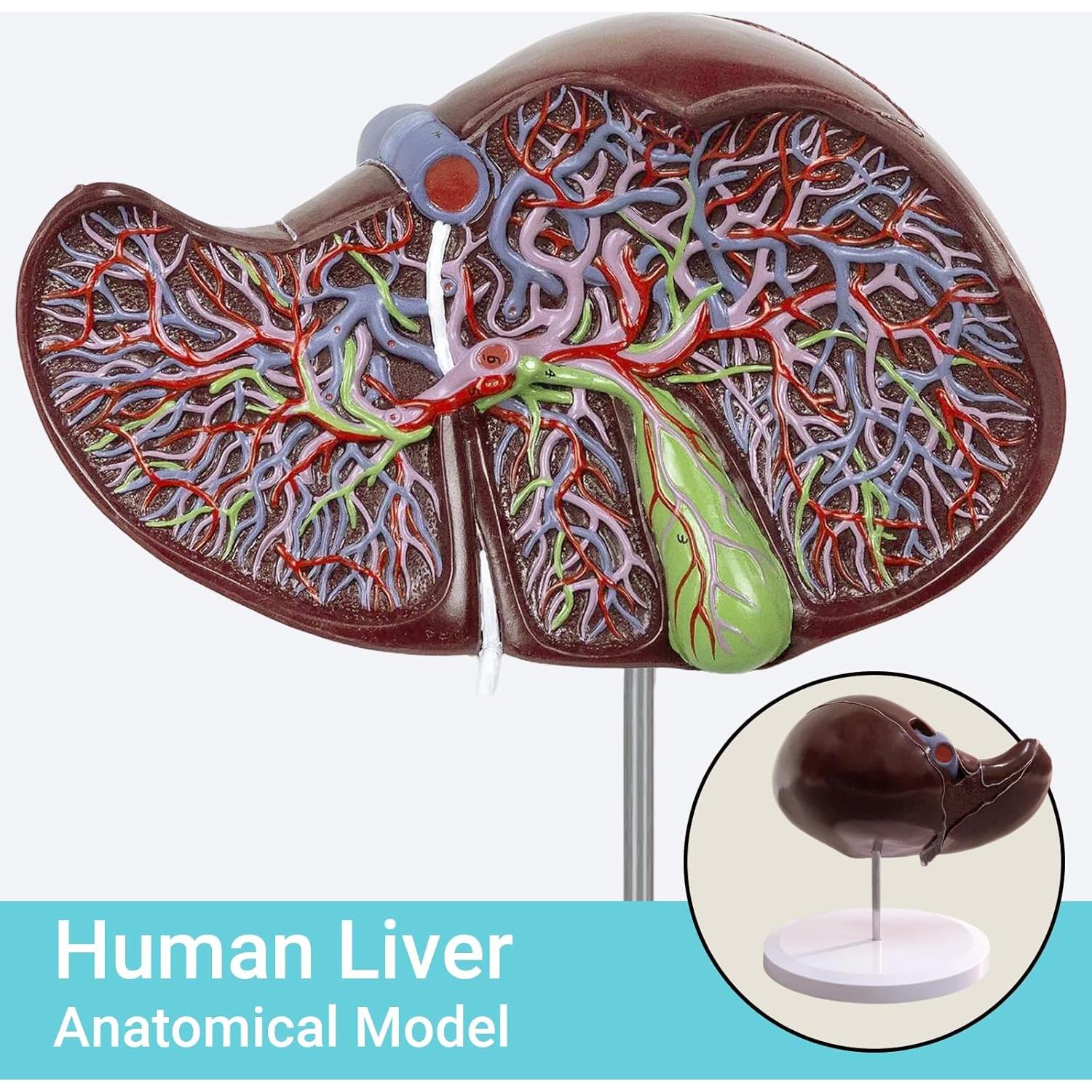Modelo Anatómico Hígado Humano Deluxe Evotech 1.5X