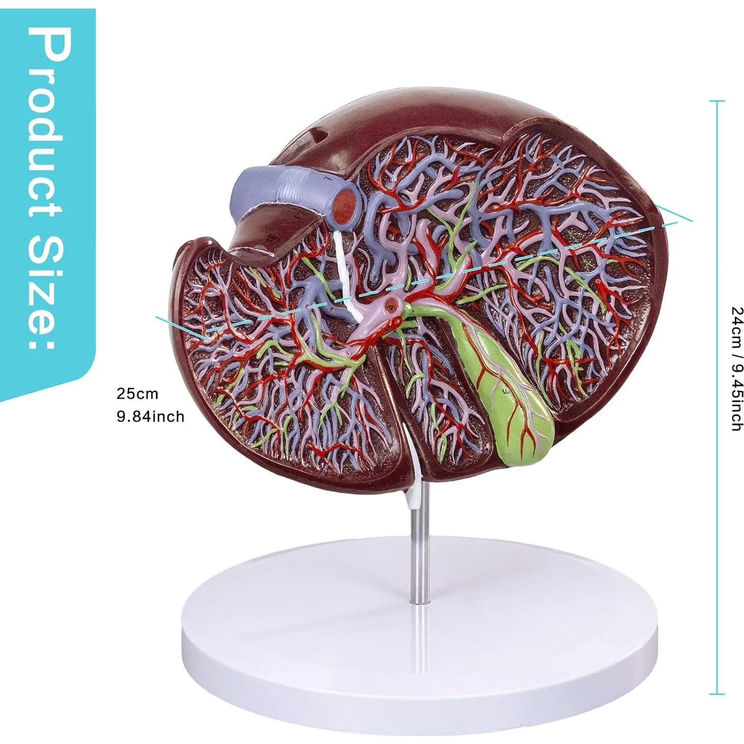 Modelo Anatómico Hígado Humano Deluxe Evotech 1.5X
