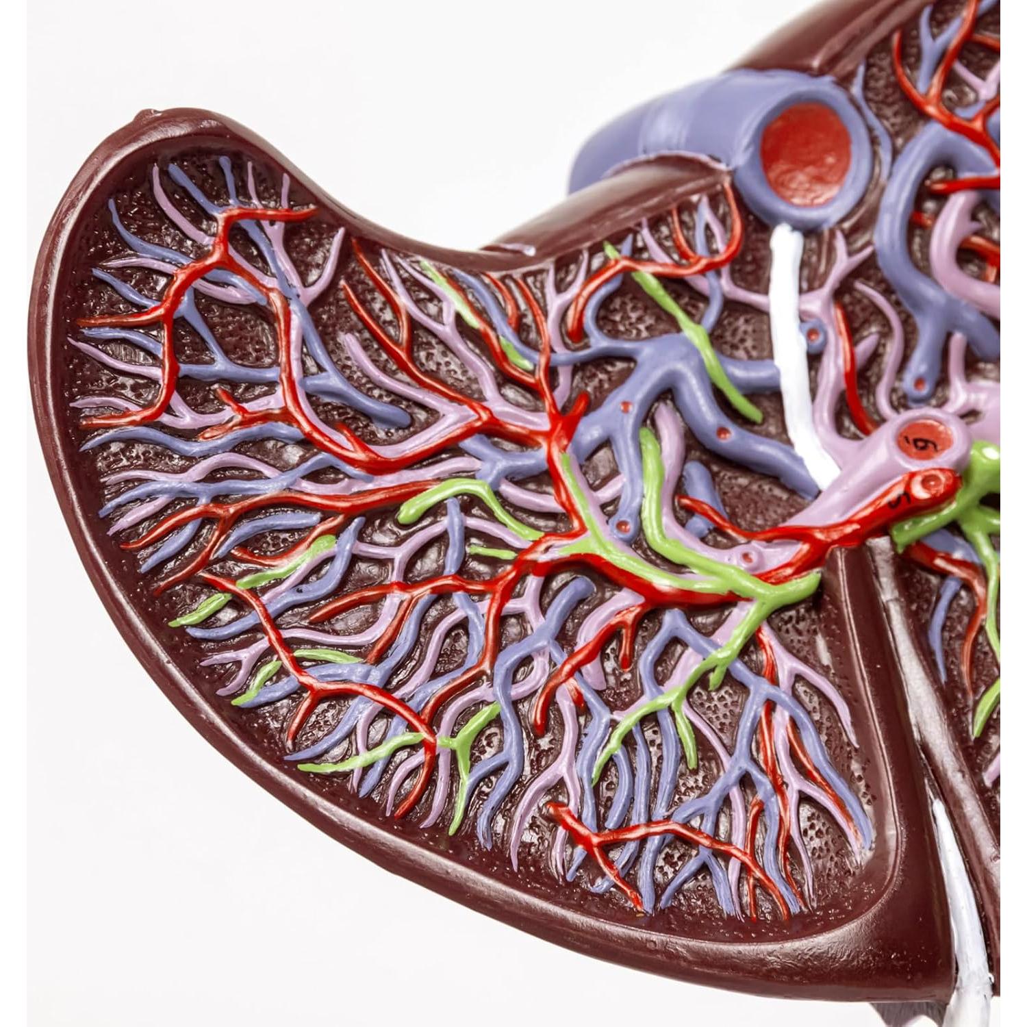 Modelo Anatómico Hígado Humano Deluxe Evotech 1.5X