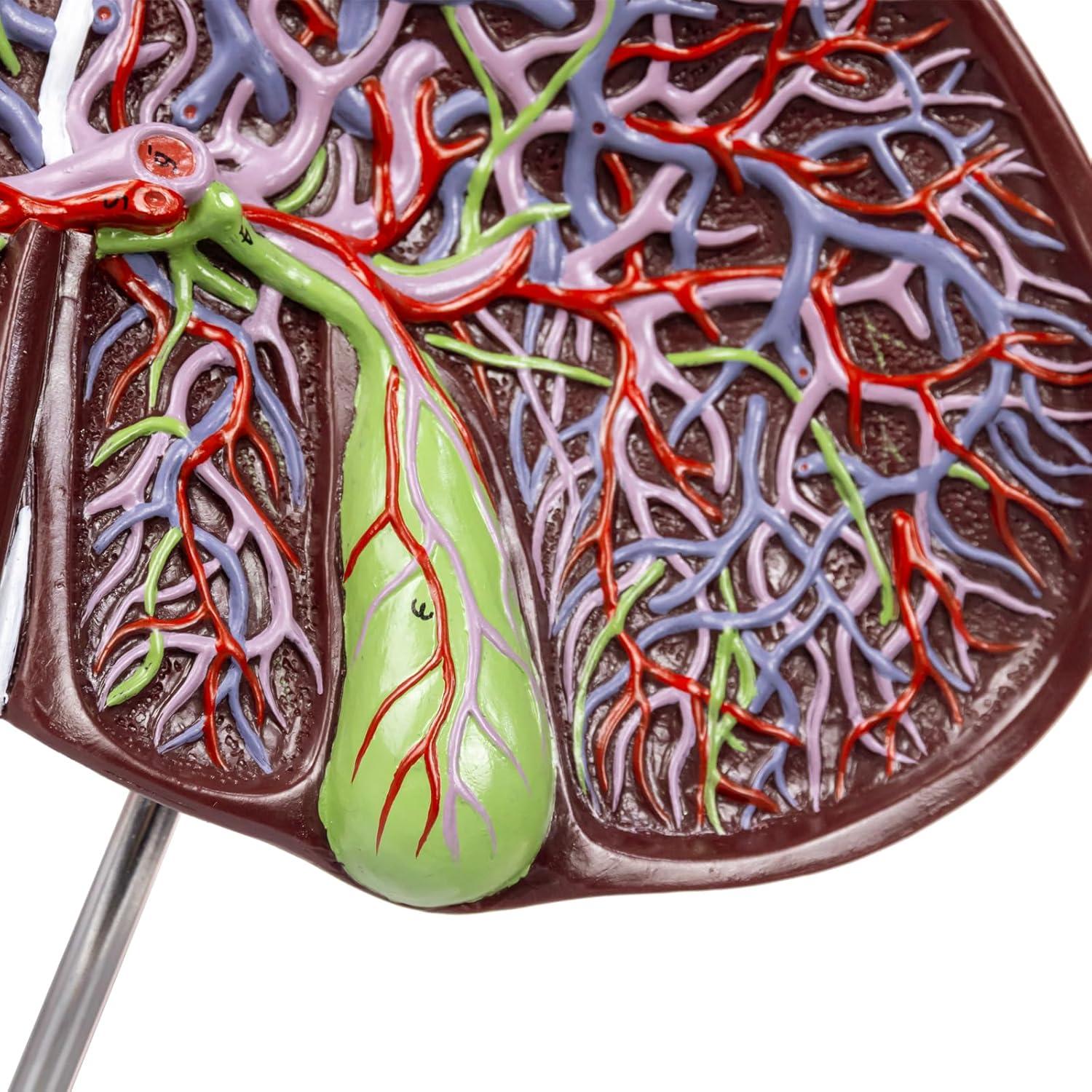 Modelo Anatómico Hígado Humano Deluxe Evotech 1.5X