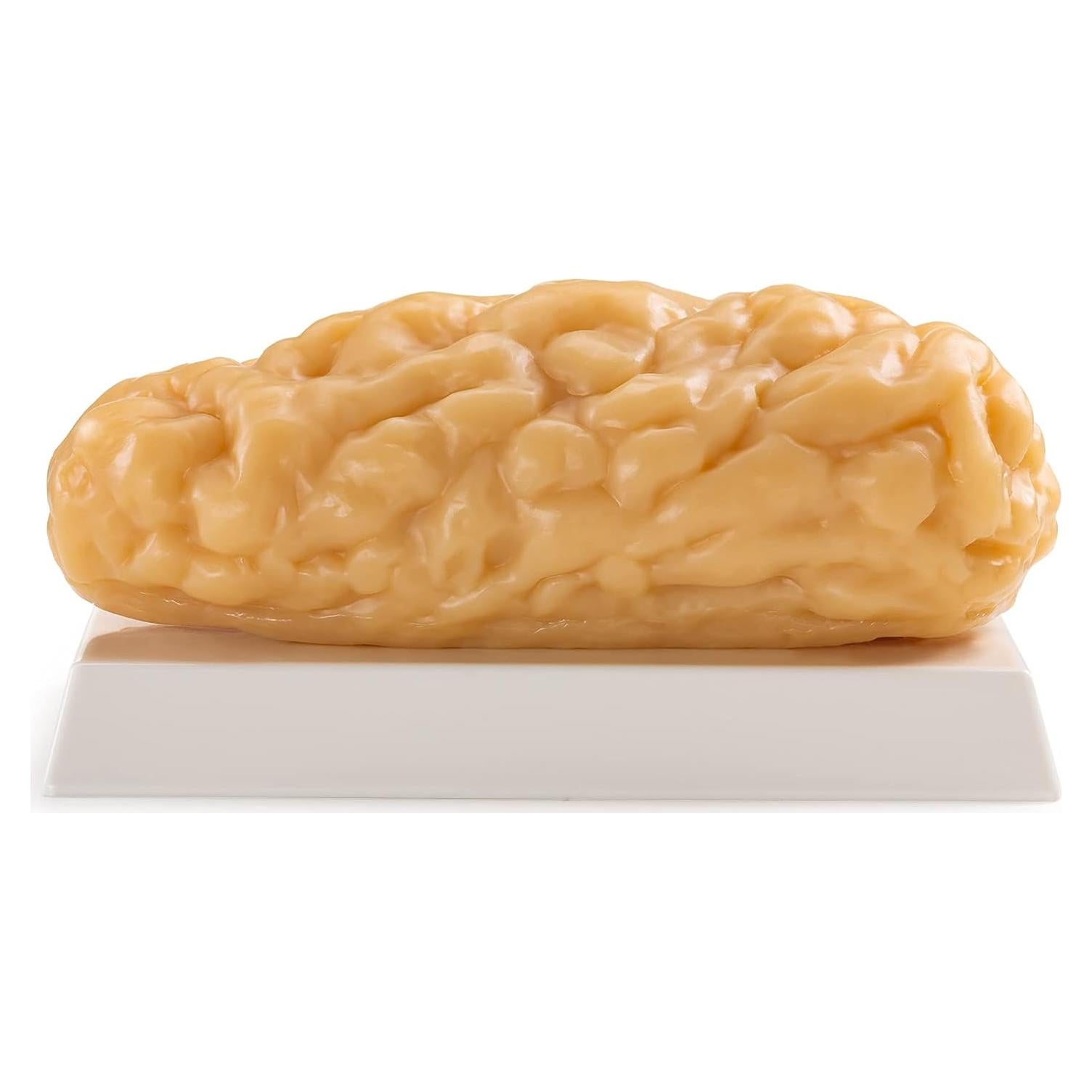 Modelo de Grasa Corporal Humana Ultrassist 1.13 kg para Estudiantes