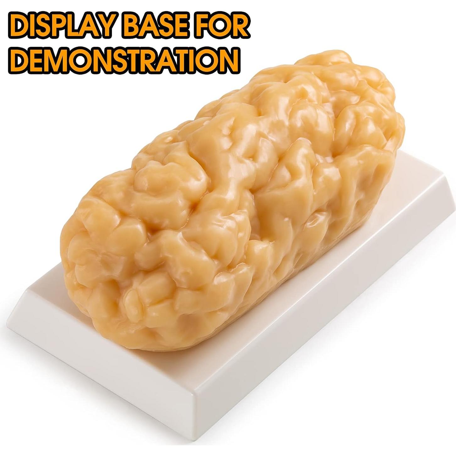 Modelo de Grasa Corporal Humana Ultrassist 1.13 kg para Estudiantes