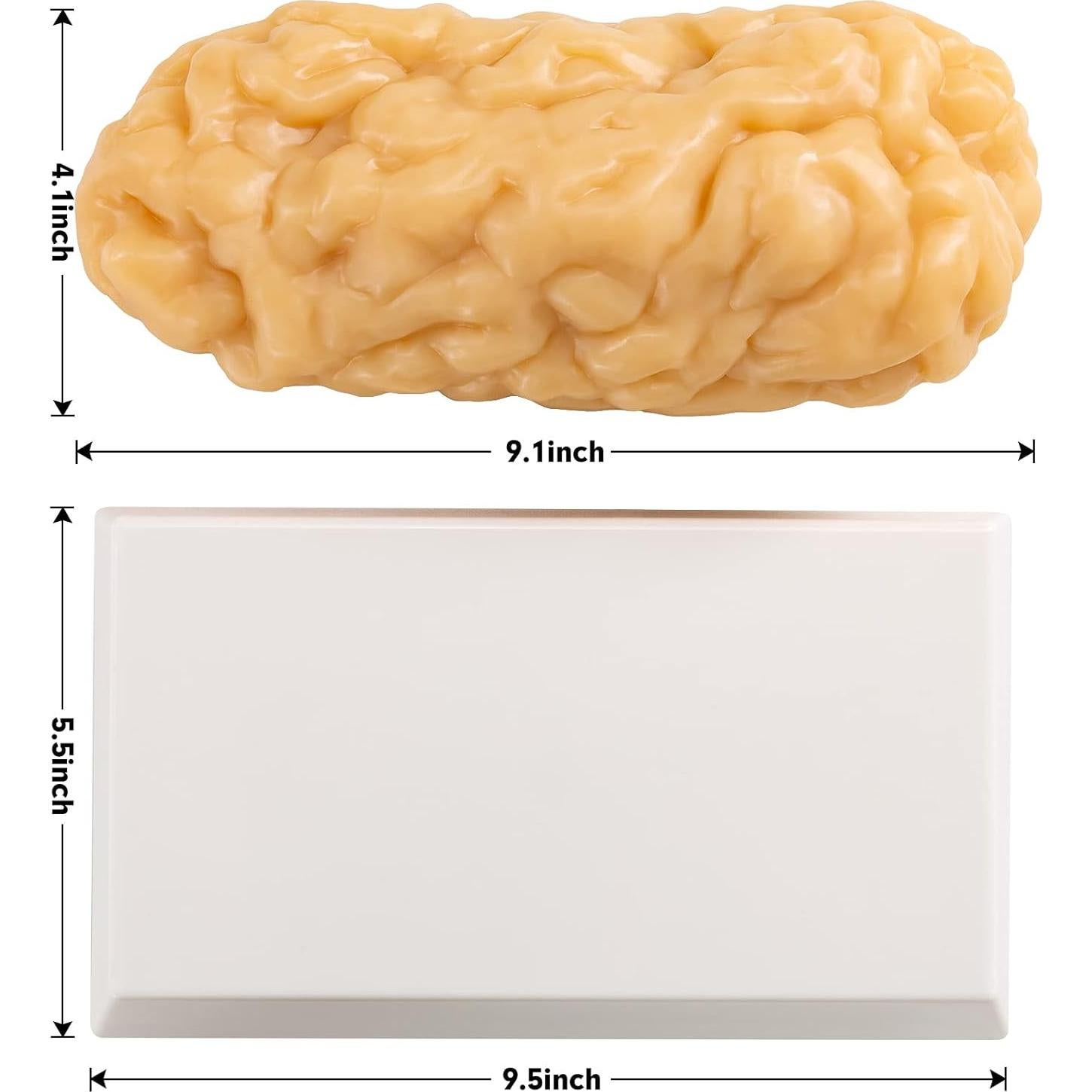 Modelo de Grasa Corporal Humana Ultrassist 1.13 kg para Estudiantes